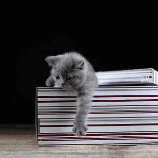 cats2_1034