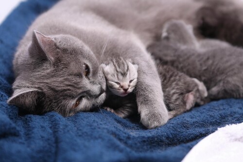 cats2_1036.jpg