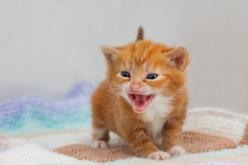 cats2_1037.jpg