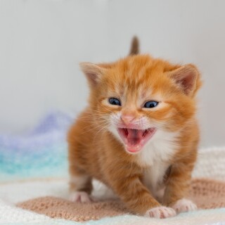 cats2_1037