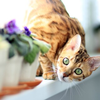 cats2_1040