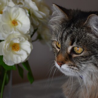 cats2_1041