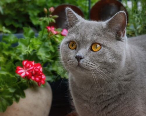 cats2_1043.jpg