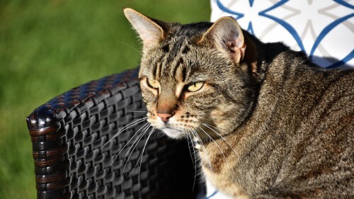 cats2_1044.jpg