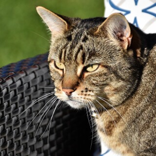 cats2_1044