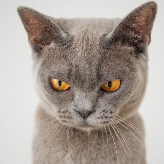 cats2_1045