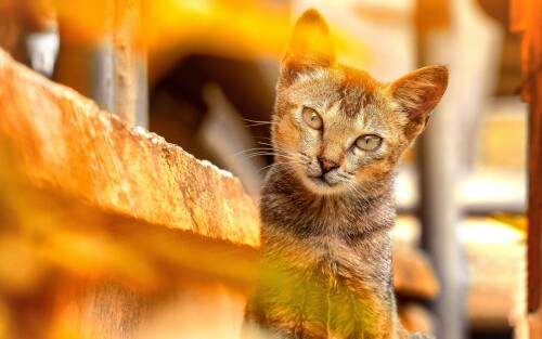 cats2_1046.jpg