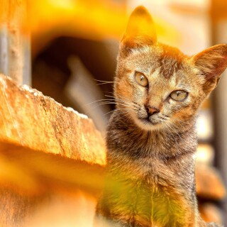 cats2_1046
