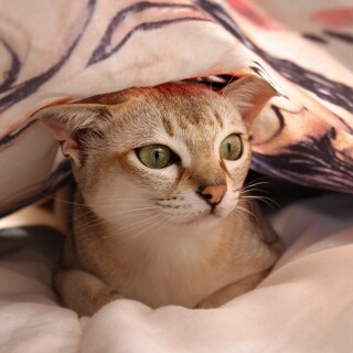 cats2_1049