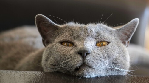 cats2_1050.jpg