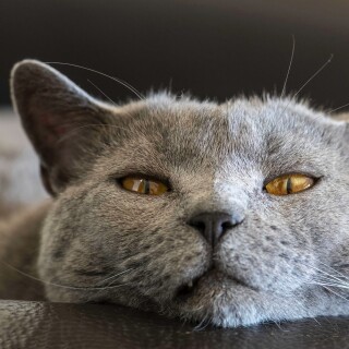 cats2_1050