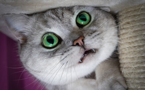 cats2_1051.jpg