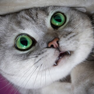 cats2_1051
