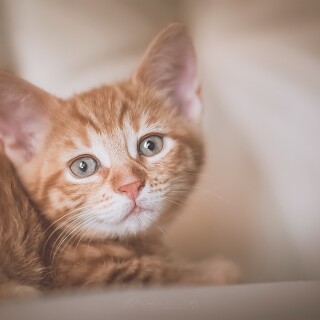 cats2_1052