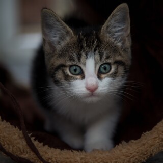 cats2_1053