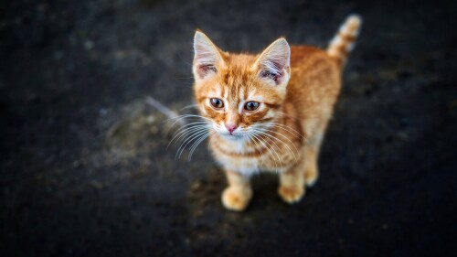cats2_1055.jpg