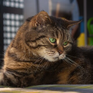 cats2_1056