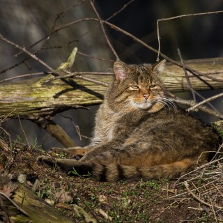 cats2_1057