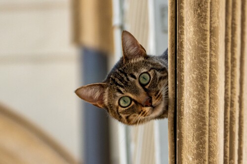 cats2_1061.jpg