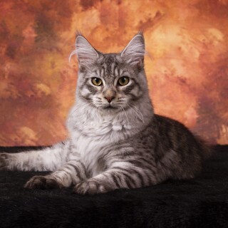 cats2_1064