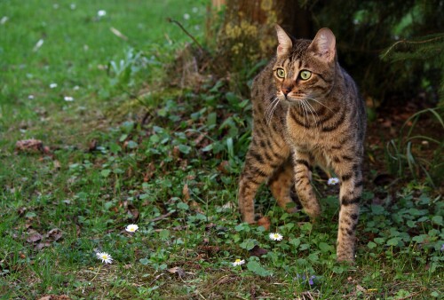 cats2_1068.jpg
