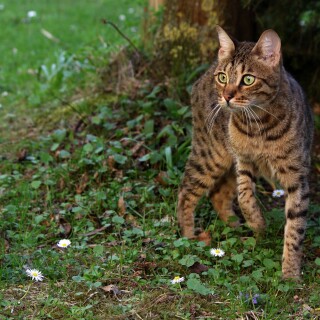 cats2_1068