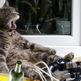cats2_1077