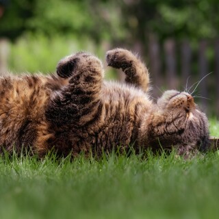 cats2_1079