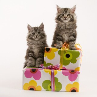 cats2_1080