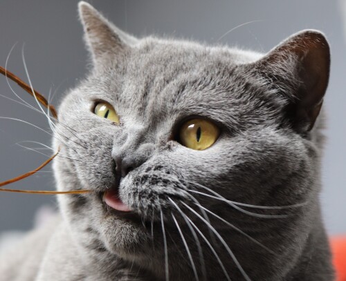cats2_1093.jpg