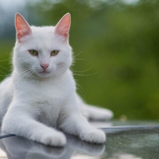 cats2_1096