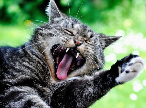 cats2_1098.jpg