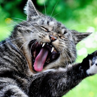 cats2_1098