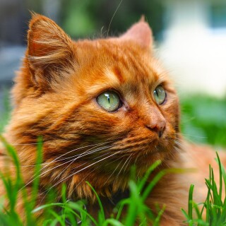 cats2_1101