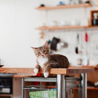 cats2_1104