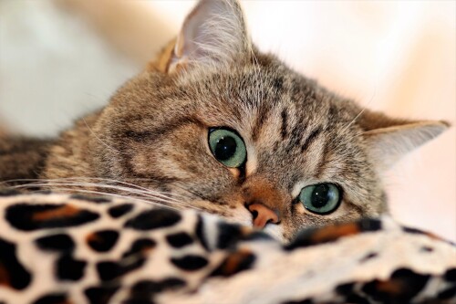 cats2_1107.jpg