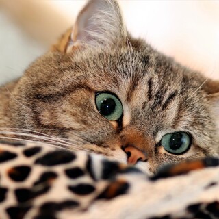 cats2_1107