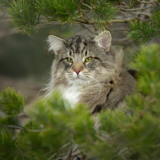 cats2_1109