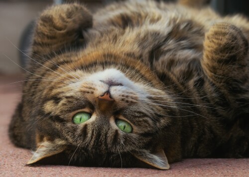cats2_1110.jpg