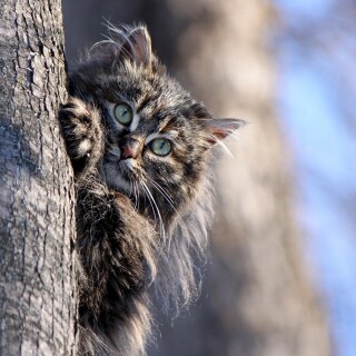 cats2_1112