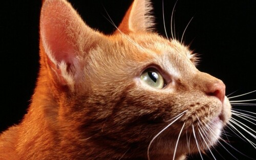 cats2_1117.jpg