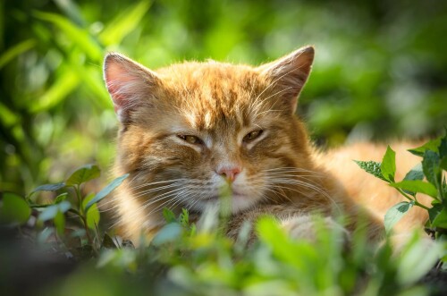 cats2_1118.jpg