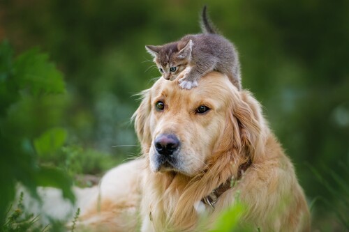 cats2_1122.jpg