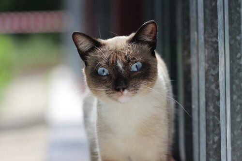 cats2_1125.jpg