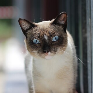 cats2_1125