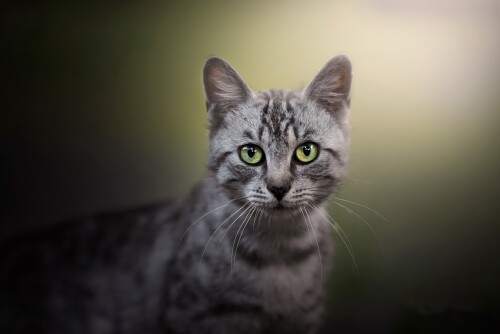 cats2_1129.jpg