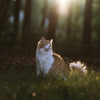 cats2_1133