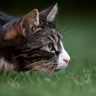 cats2_1137