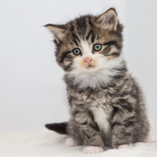 cats2_1153