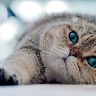 cats2_1155